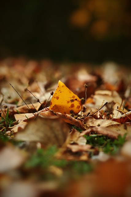 拉什福德凭 拉什福德凭